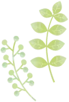 植物のイラスト