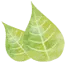 植物のイラスト