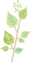 植物のイラスト